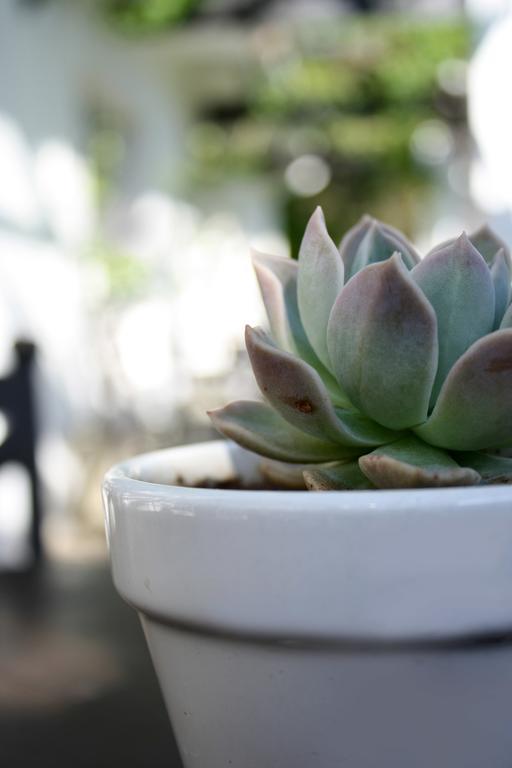 Lemon & Lime Guesthouse Bloemfontein Bagian luar foto